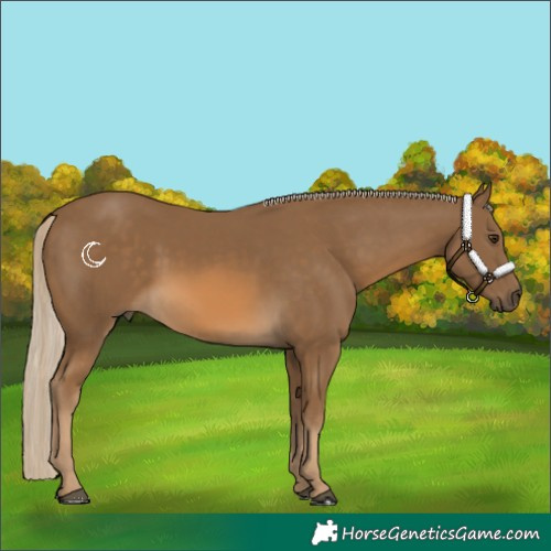 Horse Color:Chocolate Palomino 