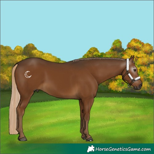 Horse Color:Gray Chocolate Palomino 