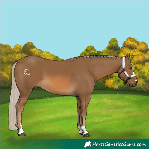 Horse Color:Chocolate Palomino 
