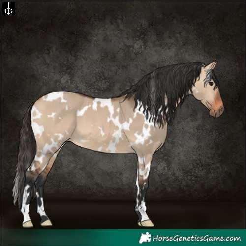 Horse Color:White Spotted Bay Dun 