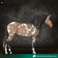 Horse Color:White Spotted Bay Dun