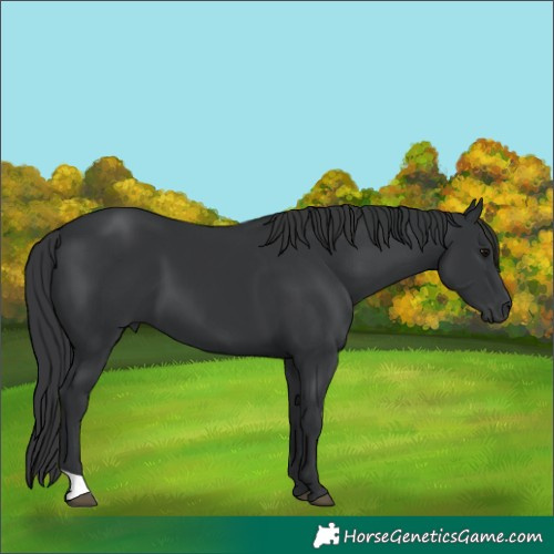 Horse Color:Black 