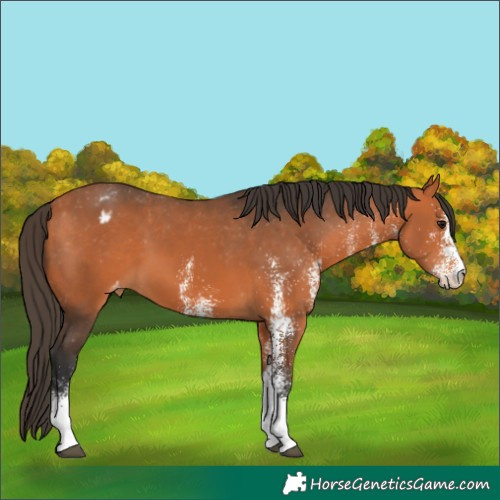 Horse Color:White Spotted Bay Appaloosa 