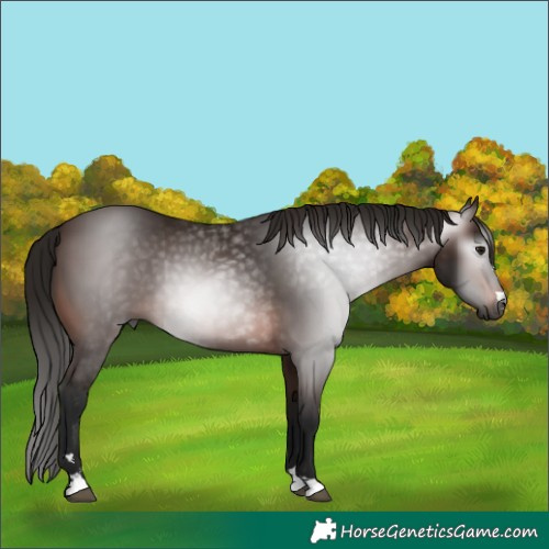 Horse Color:Gray Bay 