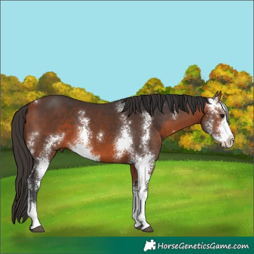 Horse Color:Bay Sabino 