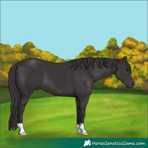 Horse Color:Smoky Black 