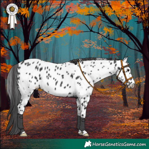 Horse Color:White Spotted Black Near Leopard 