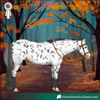 Horse Color:White Spotted Black Near Leopard