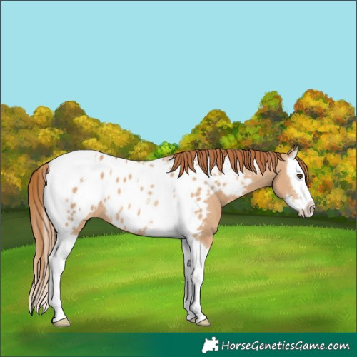 Horse Color:Red Dun Splash Tobiano Blanket Rabicano 
