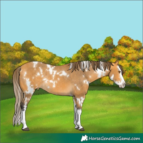 Horse Color:White Spotted Buckskin Splash Blanket Rabicano 