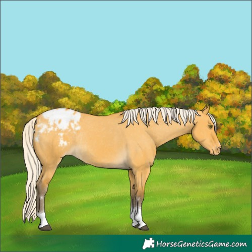 Horse Color:Silver Buckskin Dun Tobiano Varnish Rabicano 