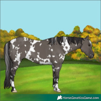Horse Color:White Spotted Smoky Grullo 