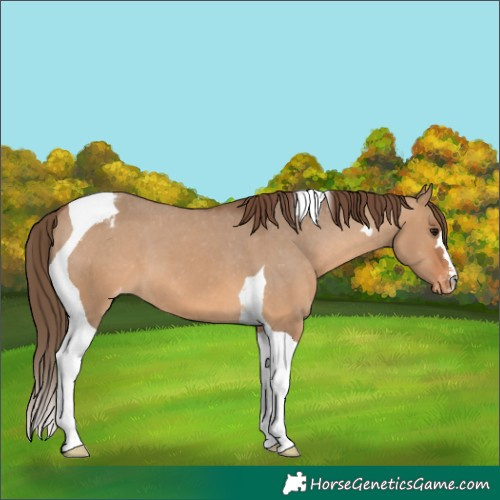 Horse Color:Bay Dun Tobiano Appaloosa 