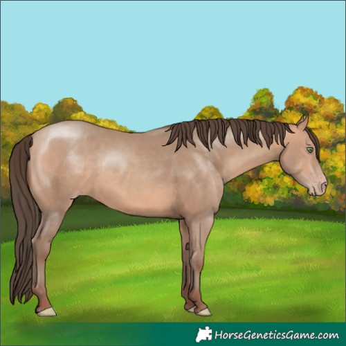 Horse Color:Amber Champagne 