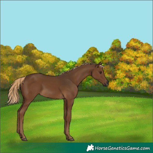 Horse Color:Gray Chocolate Palomino 