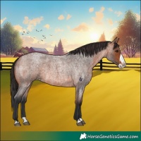 Horse Color:Bay Roan Splash
