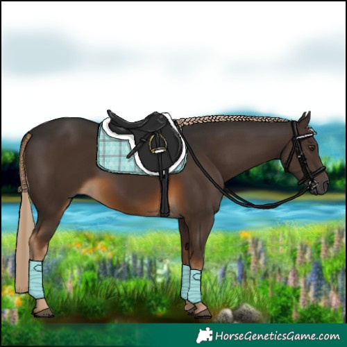 Horse Color:Gray Chocolate Palomino 