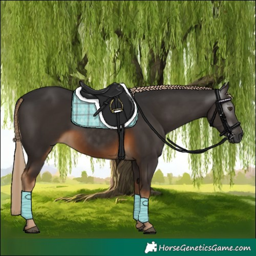 Horse Color:Gray Chocolate Palomino