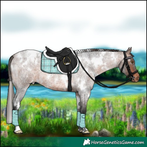 Horse Color:White Spotted Brown Roan Appaloosa 