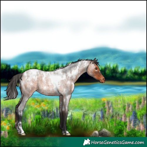 Horse Color:White Spotted Brown Roan Appaloosa