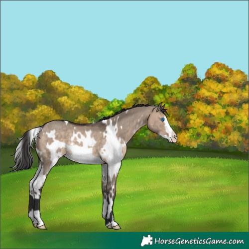 Horse Color:White Spotted Brown Dun Frame Rabicano 
