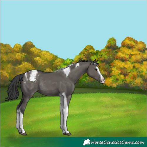 Horse Color:Grullo Splash Tobiano Appaloosa Rabicano