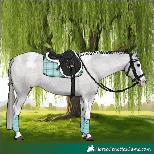 Horse Color:Grullo Splash Tobiano Snowcap Rabicano 