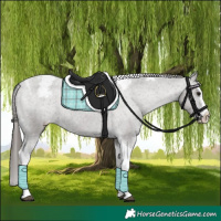 Horse Color:Grullo Splash Tobiano Appaloosa Rabicano 