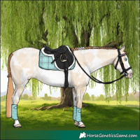 Horse Color:White Spotted Buckskin Pearl Dun Frame