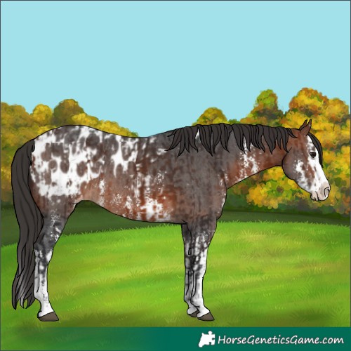 Horse Color:Bay Sabino Splash Appaloosa  and Bay Sabino Splash Appaloosa 