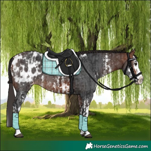 Horse Color:Bay Sabino Splash Appaloosa and Bay Sabino Splash Appaloosa