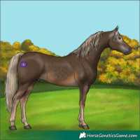 Horse Color:Gray Chocolate Palomino 