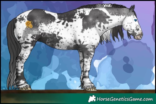Horse Color:Black Splash Tobiano 