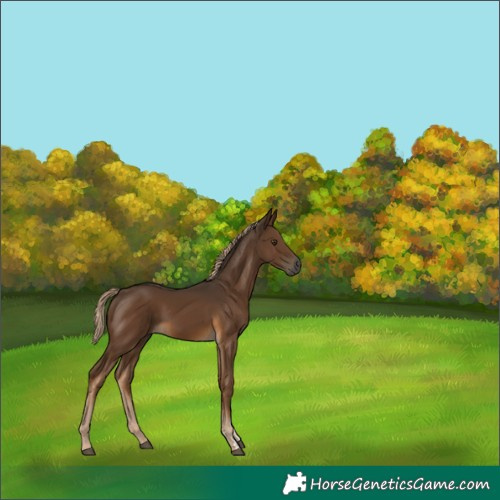 Horse Color:Gray Chocolate Palomino 