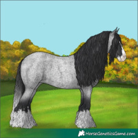 Horse Color:Blue Roan Splash 