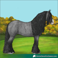 Horse Color:Blue Roan Splash 