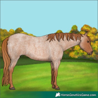 Horse Color:Red Roan 