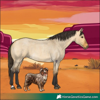 Horse Color:Buckskin Roan Dun 