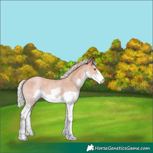 Horse Color:Silver Classic Champagne Roan Splash Varnish 
