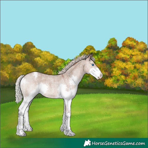 Horse Color:Silver Grullo Roan Splash Varnish 