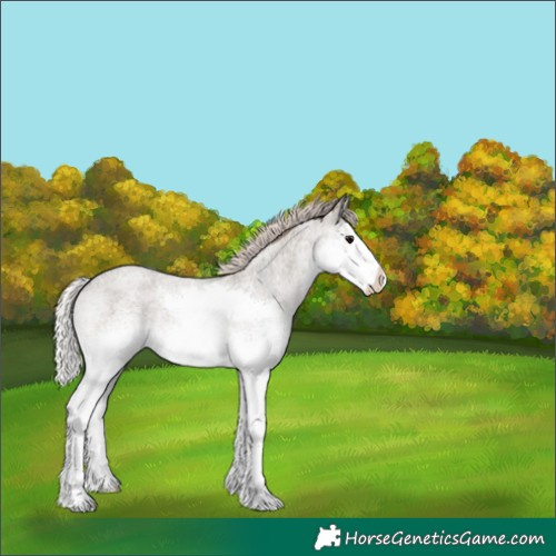 Horse Color:White Spotted Silver Grullo Roan Splash Appaloosa 