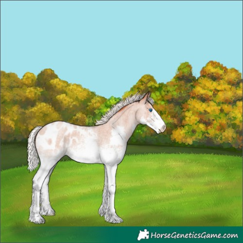 Horse Color:White Spotted Silver Classic Champagne Roan Splash Appaloosa 