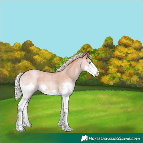 Horse Color:Silver Classic Champagne Roan Splash Varnish 
