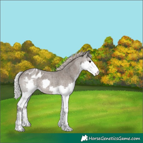 Horse Color:Silver Blue Roan Splash Blanket 