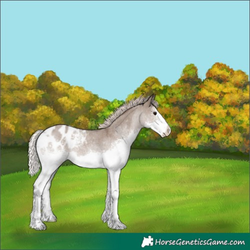 Horse Color:White Spotted Silver Grullo Roan Splash Appaloosa 