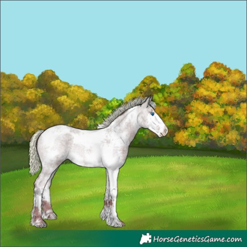 Horse Color:Silver Blue Roan Splash Tobiano 