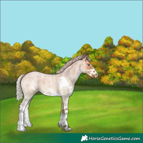 Horse Color:Silver Bay Roan Dun Splash 