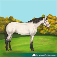 Horse Color:Buckskin Roan Dun 