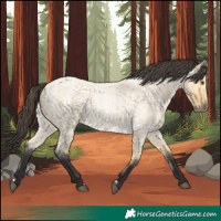 Horse Color:Buckskin Roan Dun 