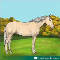 Horse Color:Gold Cream Champagne 